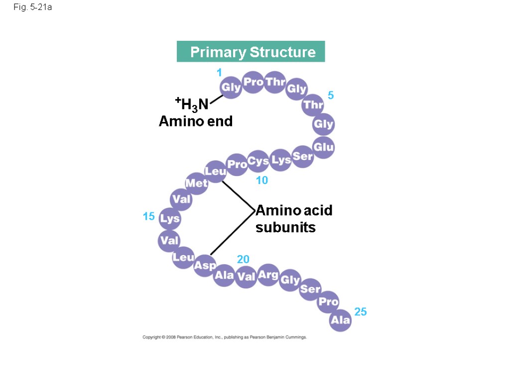 Fig. 5-21a Amino acid subunits +H3N Amino end 25 20 15 10 5 1